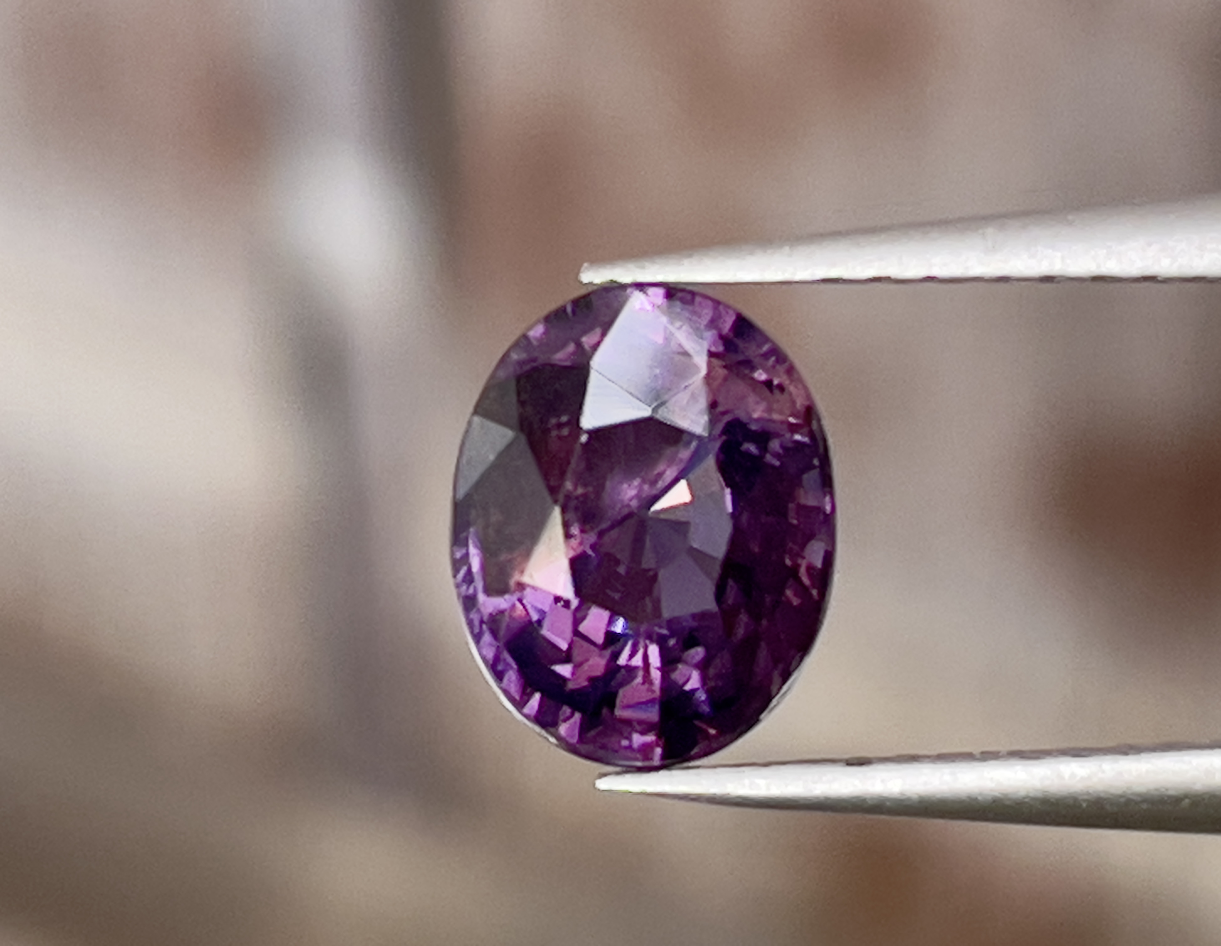 スポンディルース エクアドル 海の宝石 パープル 標本【翌日発送