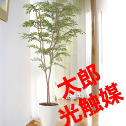 光触媒 人工観葉植物 ウォールグリーン フェイクグリーン ウンベラータ