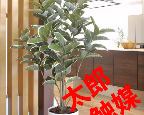 光触媒 人工観葉植物 ウォールグリーン フェイクグリーン アルテシマ