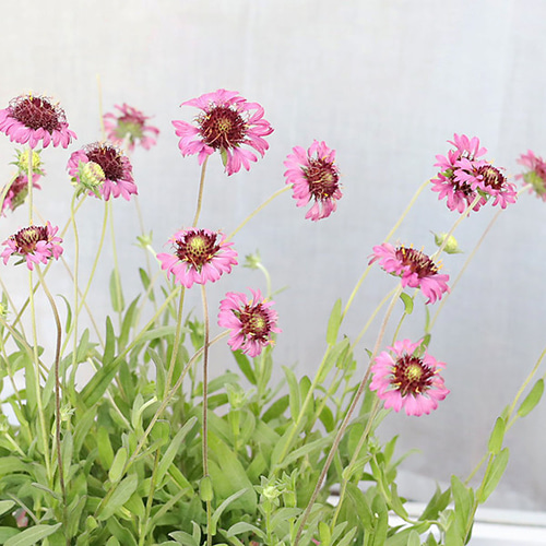 高嶺の花 3枚セット クルセイド DSC_09751.jpg