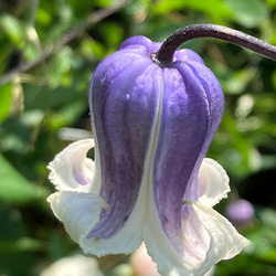 ヴィオルナ系壺型クレマチス10粒 多肉植物 植花夢 通販 18072874