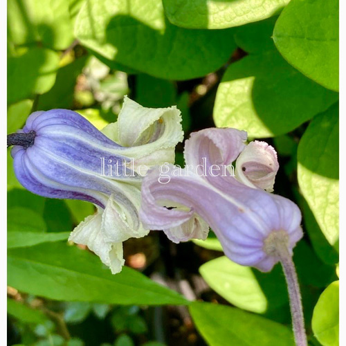 ヴィオルナ系壺型クレマチス10粒 多肉植物 植花夢 通販 18072874 ヴィオルナ系壺型クレマチス10粒 多肉植物 植花夢 通販 18072874
