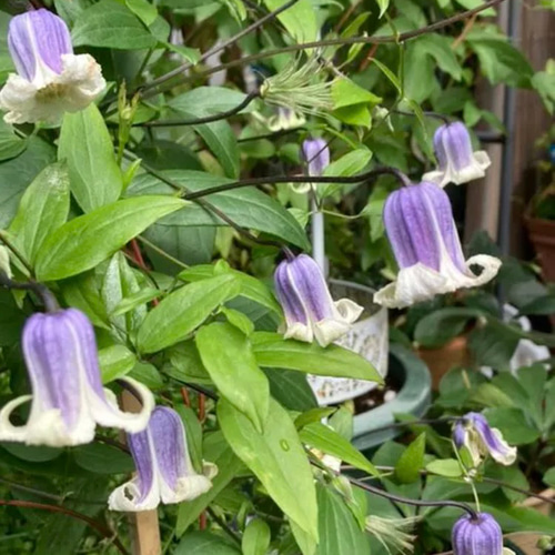 ヴィオルナ系壺型クレマチス10粒 多肉植物 植花夢 通販 18072874