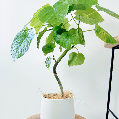 ウンベラータと 陶器の ポット