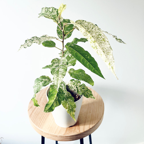 新芽が白い✨フィカス ビレンススノーストーム 耐暑性◎観葉植物 calm