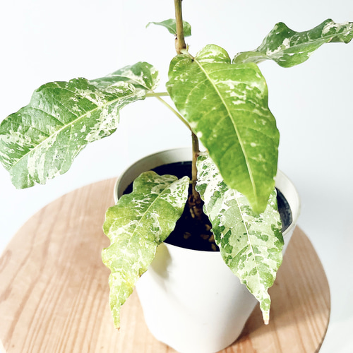 新芽が白い✨フィカス ビレンススノーストーム 耐暑性◎観葉植物 calm