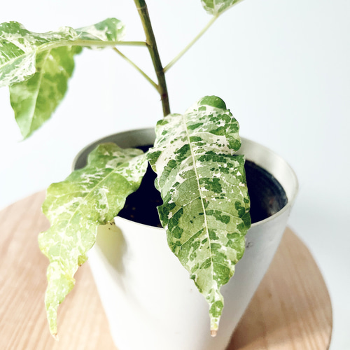 新芽が白い✨フィカス ビレンススノーストーム 耐暑性◎観葉植物