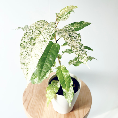 PLANCHU 観葉植物 フィロデンドロン スノードリフト 4号鉢 受け皿付き 育て方説明書付き Philodendron ‘Snow Drift’  アロイド 《希少》フィロデンドロン スノードリフト Sサイズ 観葉植物 calm cafe