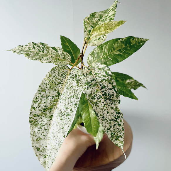 新芽が白い✨フィカス ビレンススノーストーム 耐暑性◎観葉植物 calm