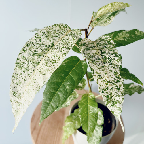 新芽が白い✨フィカス ビレンススノーストーム 耐暑性◎観葉植物 calm