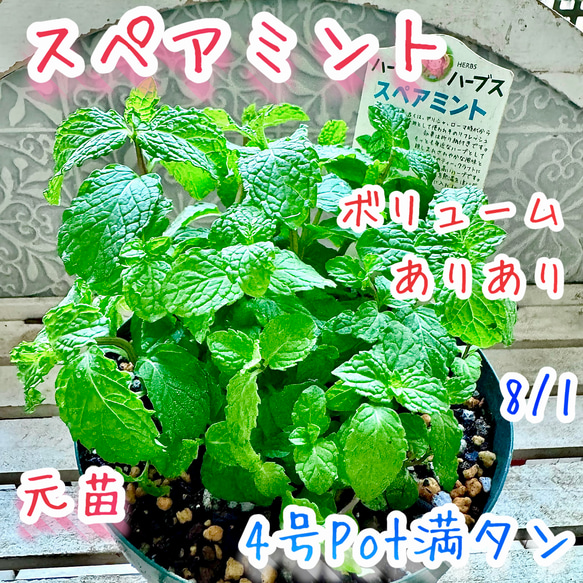 sumire様 確認用 8号鉢 sumire様 確認用 8号鉢 園芸用品の通販【大和