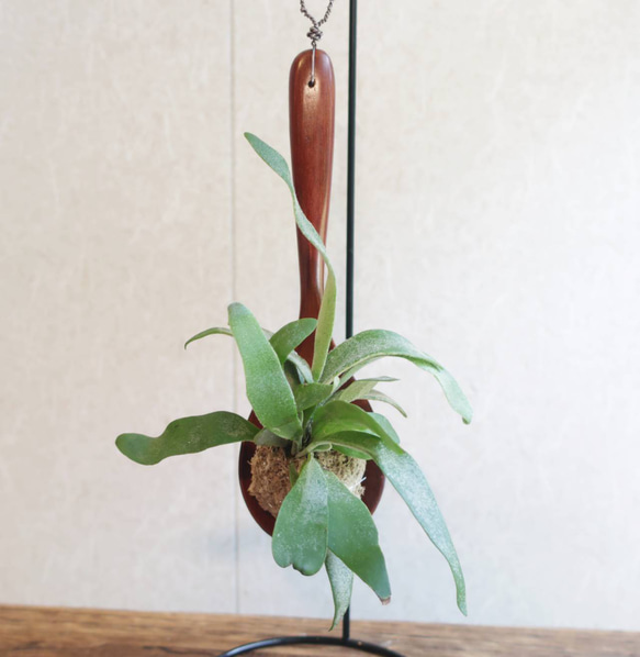 【値下げ交渉可】ビカクシダ／ベイチー✘ウィリンキー／中株 ビカクシダ ウィリンキー×ベイチー | GREEN LUCK