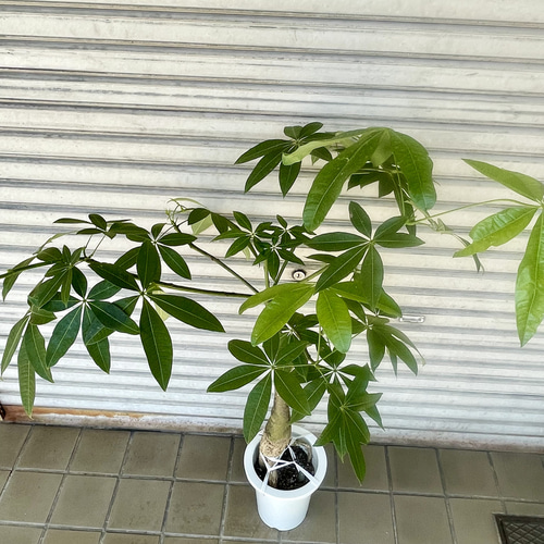 希少 実生 パキラ パラソル その他インテリア雑貨 PLANTS SHOP