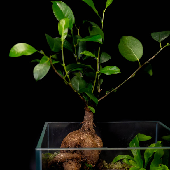 ガネーシャ石像（fromバリ島）のパルダリウム【現品１点もの】                                     神秘のパワースポット・バリ島から輸入した縁起のよい神様｢ガ SKC1960971275(14900円)