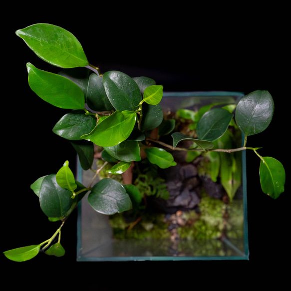 ガネーシャ石像（fromバリ島）のパルダリウム【現品１点もの】                                     神秘のパワースポット・バリ島から輸入した縁起のよい神様｢ガ SKC1960971275(14900円)