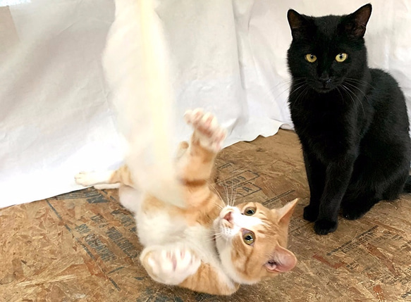 本能をくすぐる猫じゃらし「ばねじゃらし」天然木 無垢 ウォールナット　超弾性ワイヤー採用！ 6枚目の画像