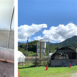 本能をくすぐる猫じゃらし「ばねじゃらし」天然木 無垢 ウォールナット　超弾性ワイヤー採用！ 9枚目の画像