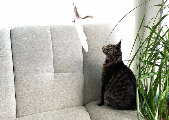 本能をくすぐる猫じゃらし「ばねじゃらし」天然木 無垢 ウォールナット　超弾性ワイヤー採用！ 7枚目の画像