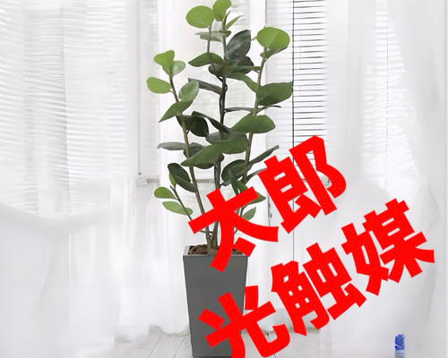 光触媒　人工観葉植物　ウォールグリーン　アーバンシーグレープ1.35 光触媒 人工観葉植物 ウォールグリーン アーバンシーグレープ1.35