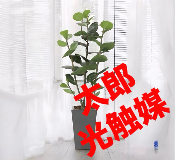 光触媒　人工観葉植物　ウォールグリーン　アーバンシーグレープ1.35 光触媒 人工観葉植物 ウォールグリーン アーバンシーグレープ1.35