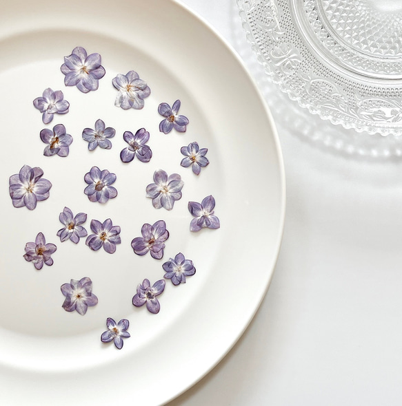 再販【押し花】ライラック（八重咲き）20輪 素材 花材 レジン