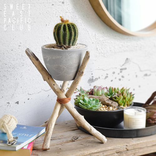 流木と植物セット