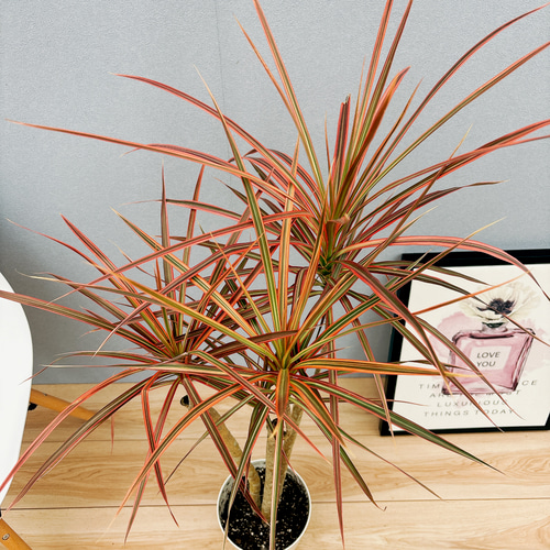 現品］4番 ドラセナ コンシンネ レインボー 観葉植物 室内 5.5号 プラ