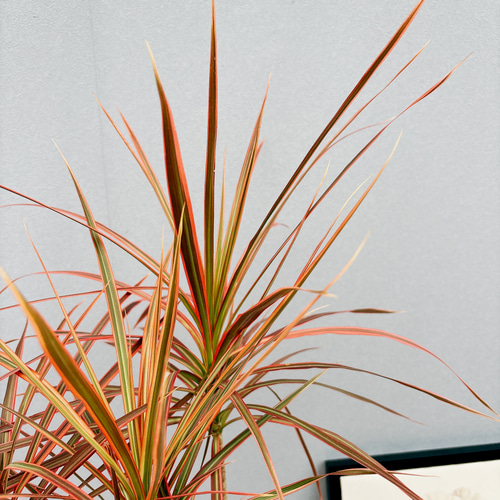 現品］4番 ドラセナ コンシンネ レインボー 観葉植物 室内 5.5号 プラ