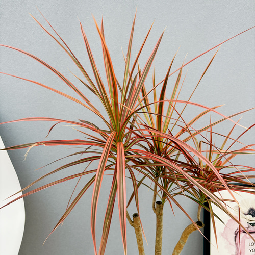 ［現品］17番　ドラセナ　コンシンネ　レインボー　8号　観葉植物　室内　おしゃれ 現品］17番 ドラセナ コンシンネ レインボー 8号 観葉植物 室内