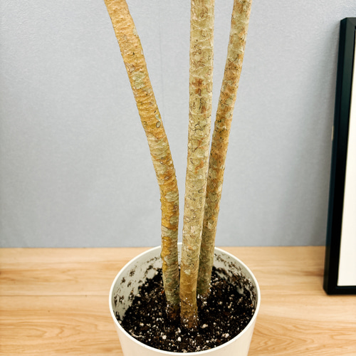 現品］4番 ドラセナ コンシンネ レインボー 観葉植物 室内 5.5号