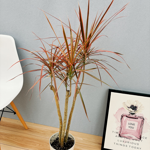 現品］4番 ドラセナ コンシンネ レインボー 観葉植物 室内 5.5号 プラ