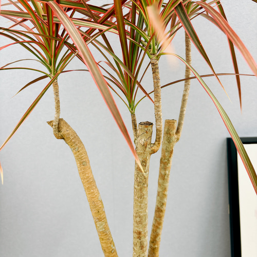 現品］4番 ドラセナ コンシンネ レインボー 観葉植物 室内 5.5号