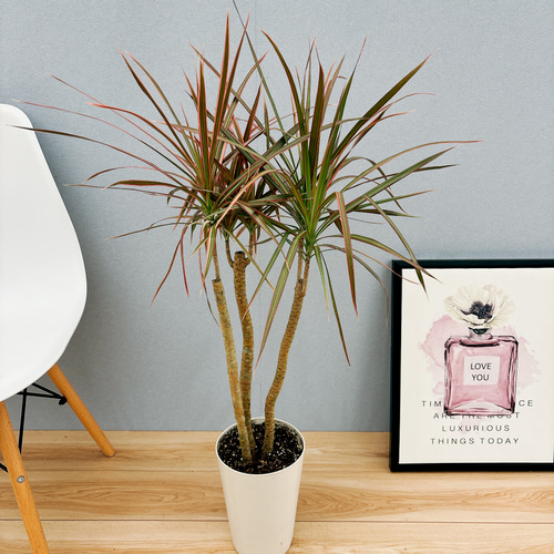 現品］6番 ドラセナ コンシンネ レインボー 観葉植物 室内 5.5号 プラ