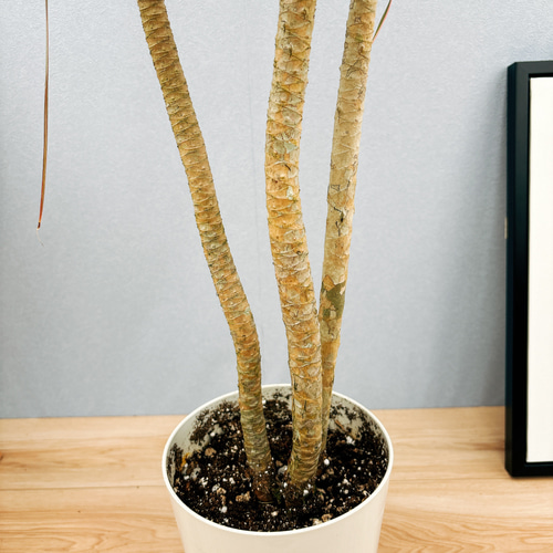 現品］6番 ドラセナ コンシンネ レインボー 観葉植物 室内 5.5号 プラ