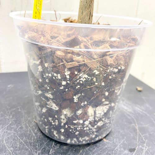 希少 実生 国内発芽育成株 パキラ ミルキーウェイ 5号 その他