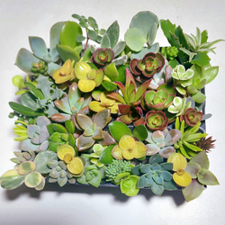 大量増えすぎ特別価格】多肉植物セダム 桜色カリシア200カット【育成