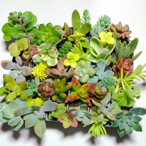 このまま飾れる】多肉植物セダム ミニ寄せ植えセット【育成説明 このまま飾れる】多肉植物セダム ミニ寄せ植えセット【育成説明
