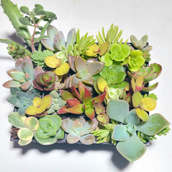 多肉植物　セダム ★星シリーズ★　カット苗 Anivel様ご専用ページ❣️多肉植物 カット苗 セダムバイキング