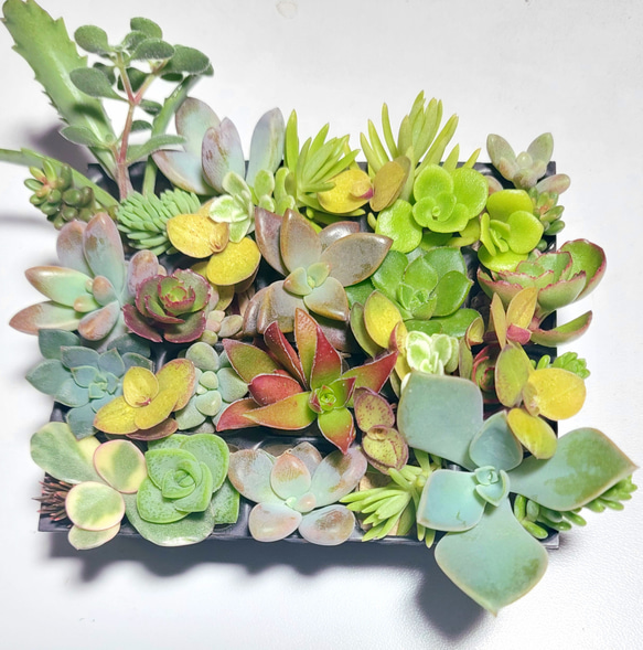 多肉植物全書 多肉植物全書 All about SUCCULENTS | パワポン・スパナンタナー