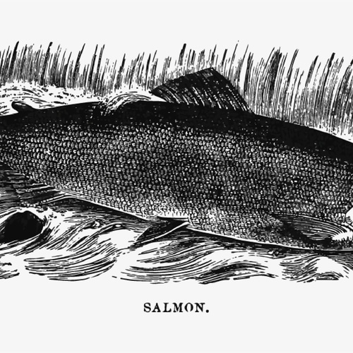 Amazon.co.jp: 【版画風】サーモン 鮭 釣り フィッシング