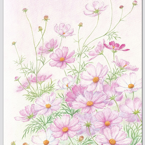 コスモスの思い出 A5 ポスター イラスト Herbal Letter 通販 18079299