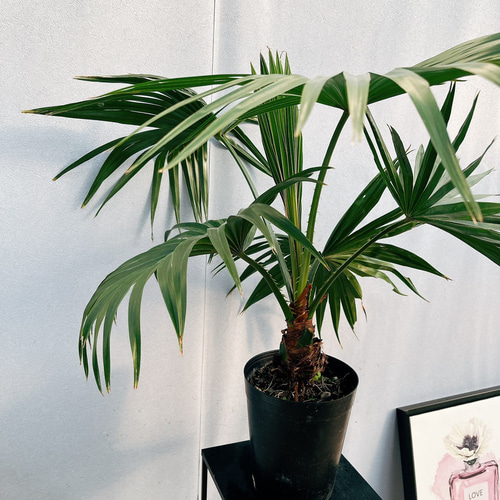 現品］ビロウヤシ 観葉植物 室内 ヤシ プラスチック鉢 南国風 おしゃれ