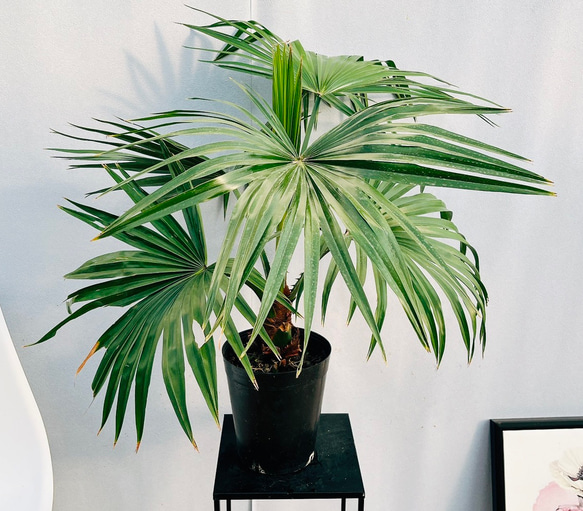 ［現品］C3 ビロウヤシ　8号　観葉植物　大型　ヤシ　南国風　おしゃれ 楽天市場】【ふるさと納税】【数量限定】 観葉植物 ビロウ 8号
