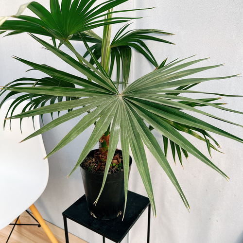 現品］ビロウヤシ 観葉植物 室内 ヤシ プラスチック鉢 南国風 おしゃれ