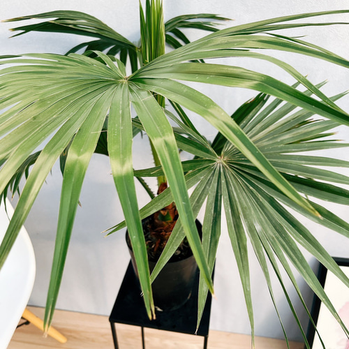 現品］ビロウヤシ 観葉植物 室内 ヤシ プラスチック鉢 南国風 おしゃれ
