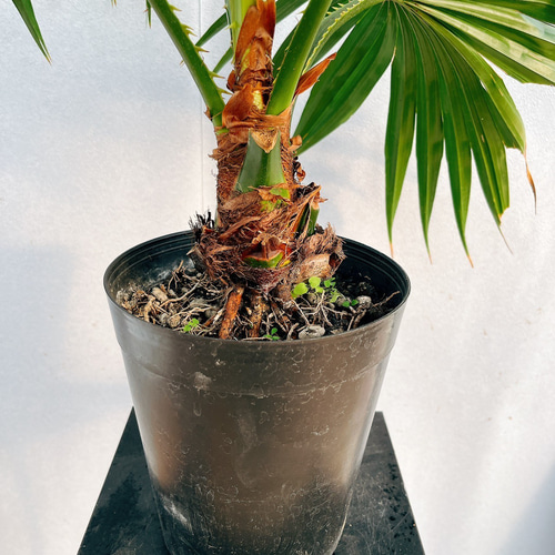 現品］ビロウヤシ 観葉植物 室内 ヤシ プラスチック鉢 南国風 おしゃれ