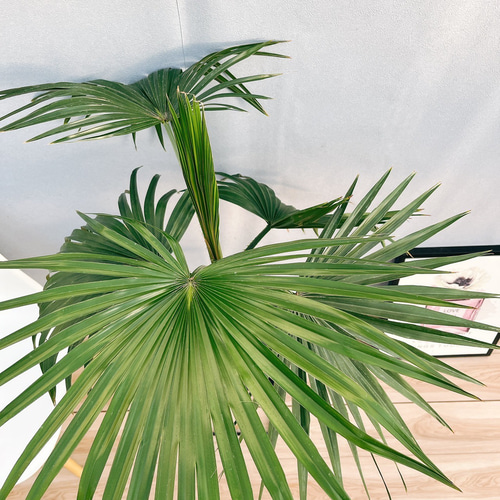 現品］ビロウヤシ 観葉植物 室内 ヤシ プラスチック鉢 南国風 おしゃれ