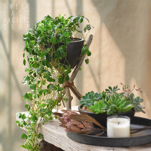 植物セット】どんな観葉植物も似合う流木のプランタースタンド《5号鉢 