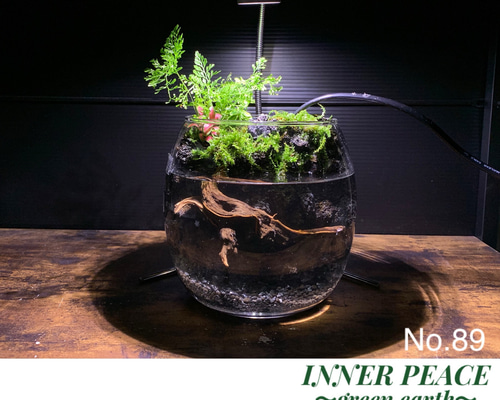 No.296 苔アート　苔テラリウム　完成品 神秘な森の苔テラリウム 【完成品】苔アート 苔テラリウム 苔