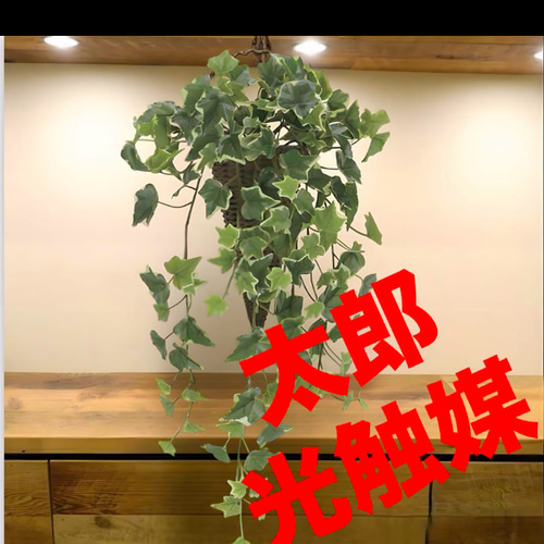 光触媒　観葉植物　ウォールグリーン　壁掛け　ウオールタイプアイビー45 楽天市場】光触媒 観葉植物 壁掛け 植物 インテリア ウォール
